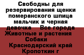 Свободны для резервирования щенки померанского шпица мальчик и черная девочка  - Все города Животные и растения » Собаки   . Краснодарский край,Кропоткин г.